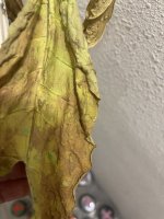 IMG_4427.jpeg