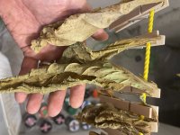 IMG_4430.jpeg