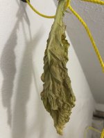 IMG_4428.jpeg