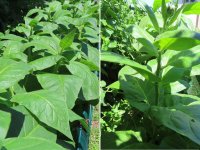 perhaps some type of oriental.jpg