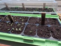 Olor catching up.JPG