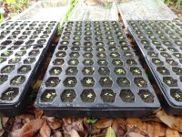 KGB-4-9-26a.jpg KGB-4-9-26a.jpg