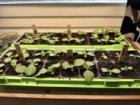 Seedlings week 3.jpg