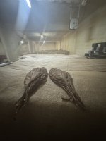 IMG_6477.jpg