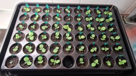 Tobakplantor 2026-05-07 1.jpg