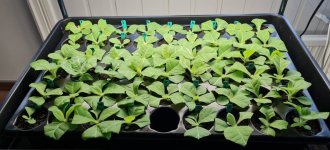 Tobakplantor 2026-05-18 1.jpg