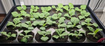 Tobakplantor 2026-05-18 2.jpg