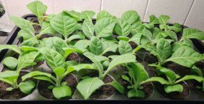 Enekulla Hybrid T R 2026-05-24 3.jpg
