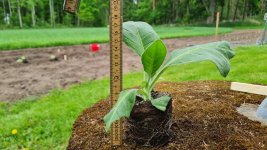 Tobacco 2026-05-31 4.jpg