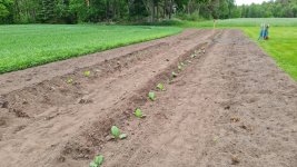 Tobacco 2026-05-31 6.jpg