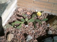 OpuntiaFlower.JPG