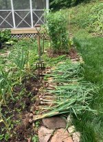 harvestgarlic.jpeg
