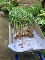 garlic2026.jpeg garlic2026.jpeg