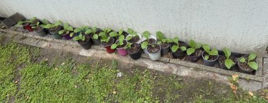 IMG_1255.jpeg