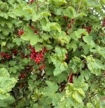 IMG_1283.jpeg