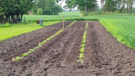 Tobacco 2026-06-14 3.jpg
