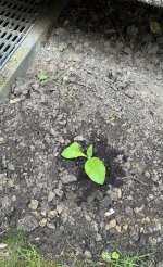 IMG_1381.jpeg