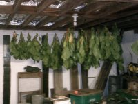 Rustica harvest.JPG Rustica harvest.JPG