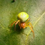 Spider.JPG