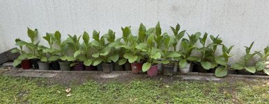 IMG_1594.jpeg