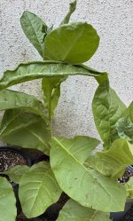 IMG_1593.jpeg