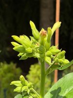 SamsunMaden Buds 4-7-2026.jpg