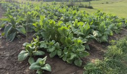 IMG_0136.jpeg IMG_0136.jpeg