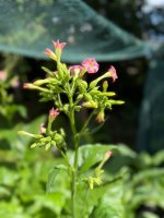 SM-FLower.jpg SM-FLower.jpg