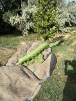 IMG_2530.jpeg