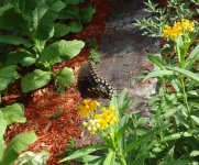 SKKG-7-17-26a.jpg SKKG-7-17-26a.jpg