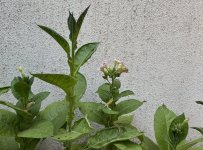 IMG_1829.jpeg