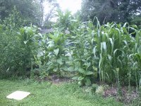 Corn.JPG