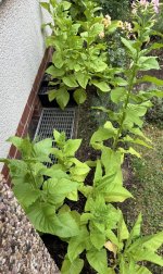 IMG_1950.jpeg