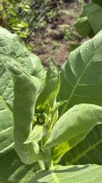 IMG_1951.jpeg