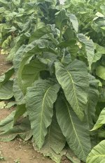 IMG_0223.jpeg