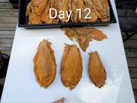 Day 12 Medium.jpeg