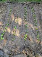 Prilep Seedings Large.jpeg