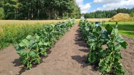 Tobacco 2027-07-29 2.jpg