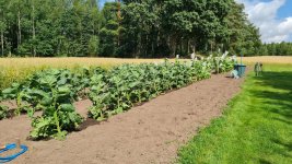 Tobacco 2027-07-29 1.jpg