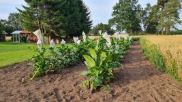 Tobacco 2027-07-29 1a.jpg