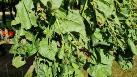 Tobacco 2026-08-02 2.jpg