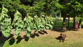 Tobacco 2026-08-02 3.jpg