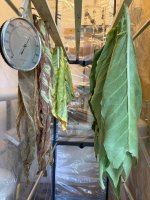 Curing-tent-050826.jpg