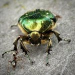 Cetonia aurata.jpg