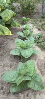 IMG_2328.jpeg