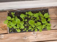 Paulista Seedlings.jpeg
