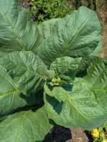 Paulista Flower bud 42 days.jpeg
