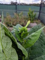 Paulista flower bud 44 days.jpeg Paulista flower bud 44 days.jpeg