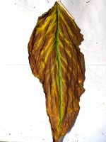 Piloto1weekCuring.jpg