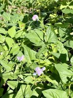 IMG_1200.jpeg